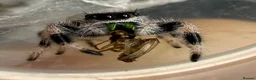 Spiders invertebrates for sale: Apalachicola Jumping spider x5  - Advert 4