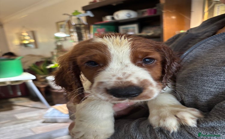 Welsh Springer Spaniel dogs - Advert 1