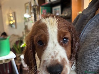 Welsh Springer Spaniel dogs - Advert 2