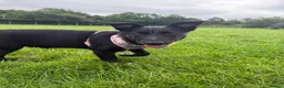 Mixed Breed dogs for sale: 7 month old Border collie x Australian Kelpie - Advert 2