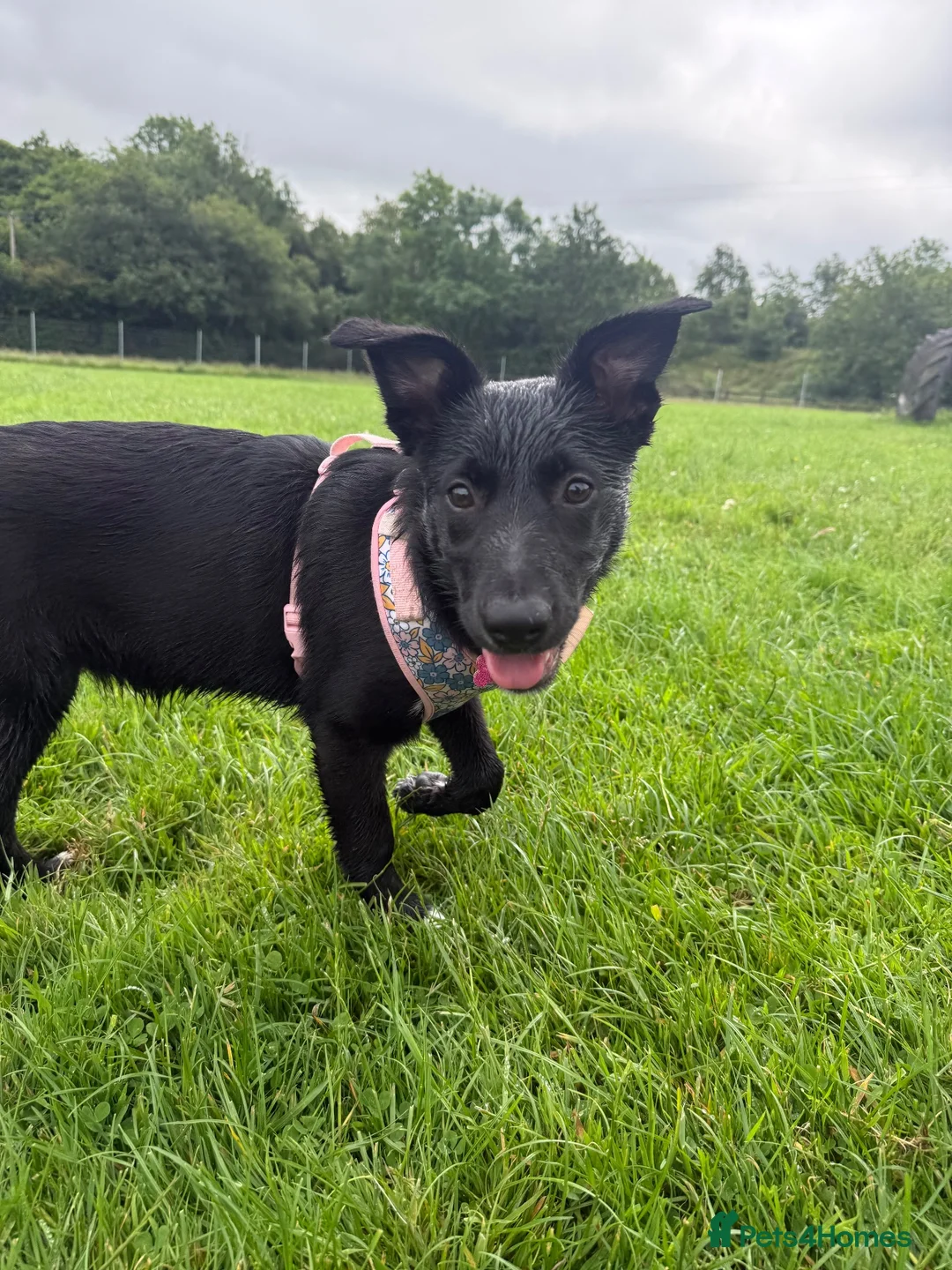 Mixed Breed dogs for sale: 7 month old Border collie x Australian Kelpie - Advert 2