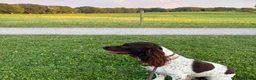 English Springer Spaniel dogs for stud: English springer spaniel - Advert 1