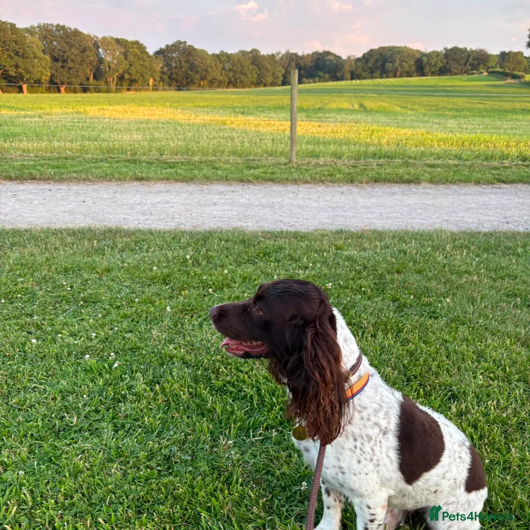 English Springer Spaniel dogs for stud: English springer spaniel - Advert 1