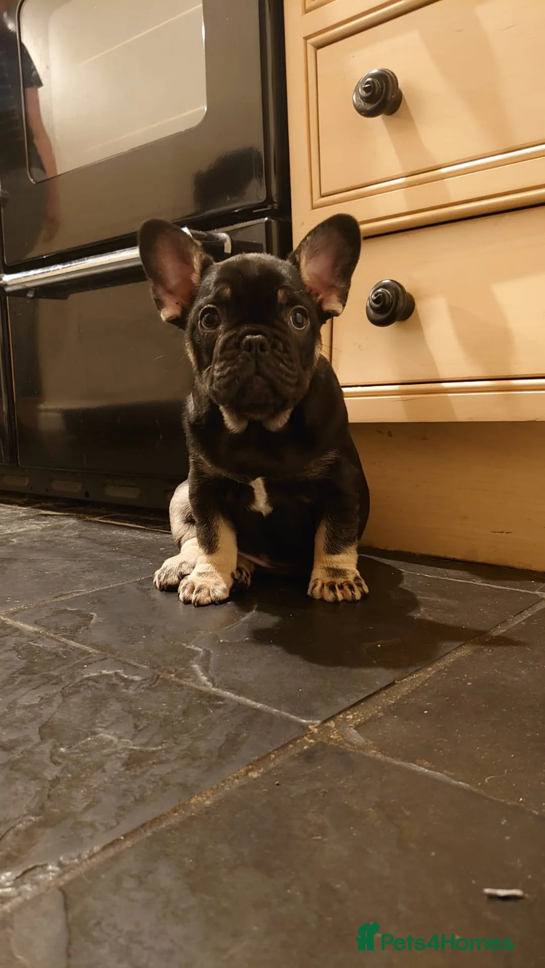 French Bulldog dogs for sale: Bruce in Warrington - Advert 12