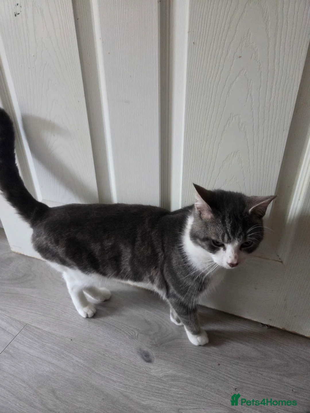 British Shorthair cats for sale: Grey white cats - Advert 6