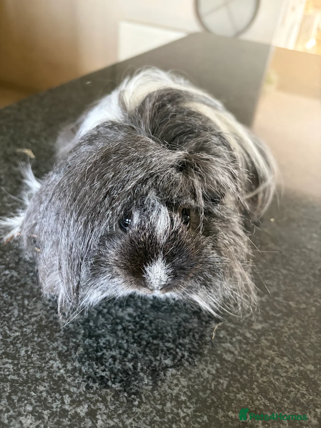 Guinea Pig rodents for sale: Two Female Guinea Pigs looking for home together  - Advert 5