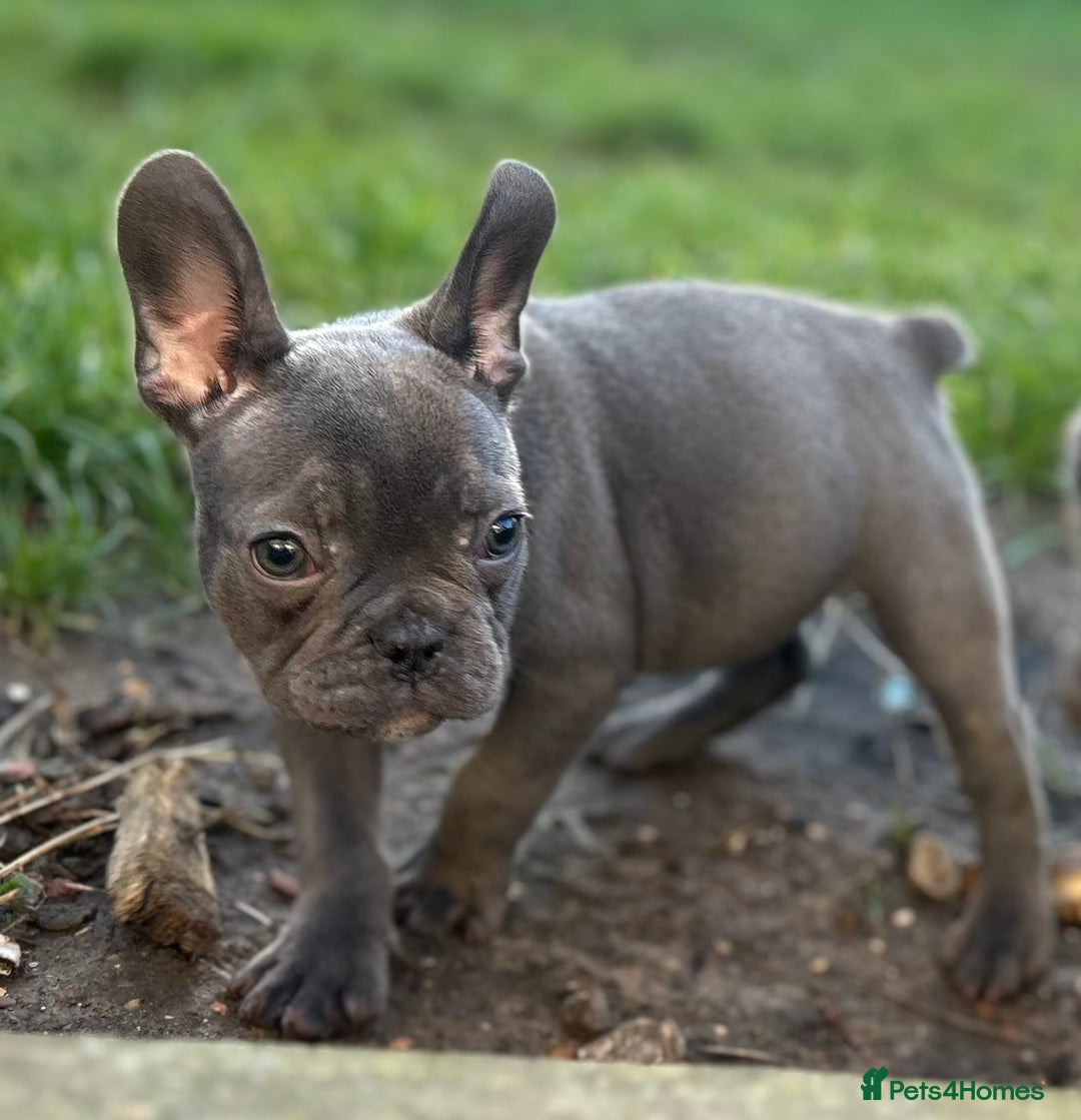French Bulldog dogs for sale: French Bulldog Blue Girl 12 weeks old ! Last one - Advert 23