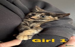 Domestic Shorthair cats for sale: 4 Stunning Kittens ready to find new homes  - Image 4