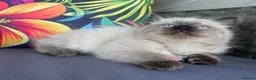 Ragdoll cats for sale: Two beautiful Ragdoll kittens - Advert 14