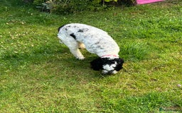 Sproodle dogs for sale: Beautiful Female Sproodle  - Image 4