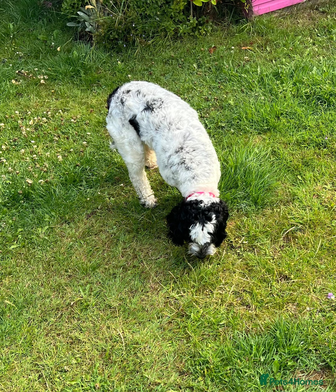 Sproodle dogs for sale: Beautiful Female Sproodle  - Image 4
