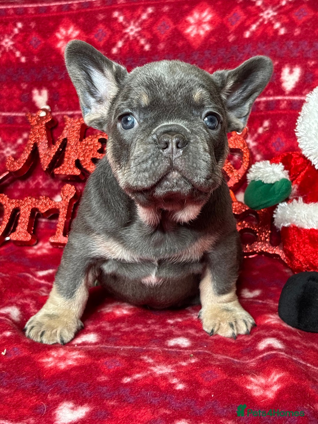 French Bulldog dogs for sale: Unique French bulldog pups  - Advert 8