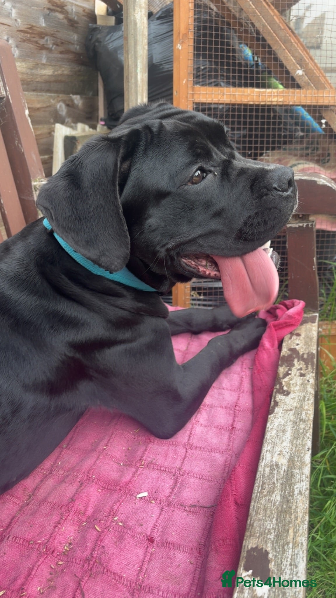 Cane Corso dogs Athena  - Advert 13