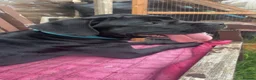 Cane Corso dogs for sale: Athena  - Advert 1