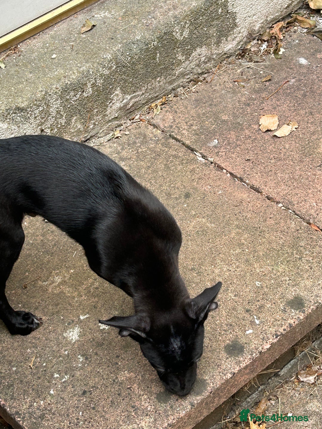 Mixed Breed dogs for sale: Staffy x Belgian shepherd dog - Image 5