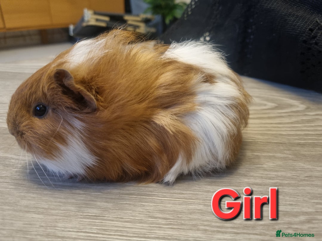 Guinea Pig rodents for sale: Guinea pigs for sale £25 each  - Advert 2