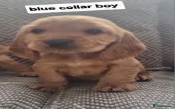 Cocker Spaniel dogs for sale: Show type cocker spaniel puppies  - Image 3