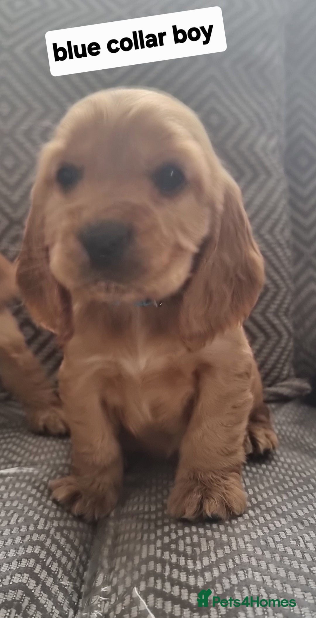 Cocker Spaniel dogs for sale: Show type cocker spaniel puppies  - Image 3