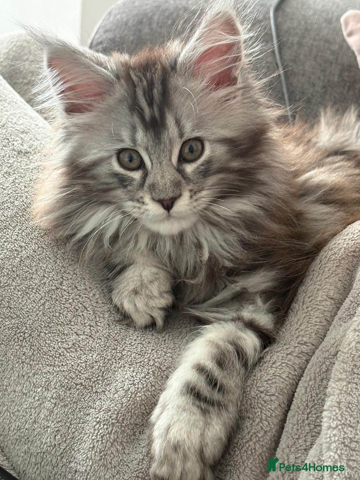 Maine Coon cats Maine Coon Kittens - Advert 14