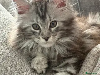 Maine Coon cats Maine Coon Kittens - Advert 14