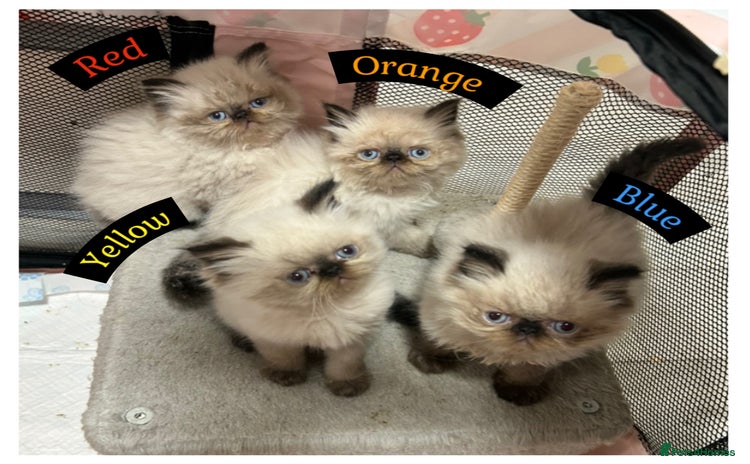 Himalayan cats - Advert 1