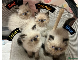 Himalayan cats - Advert 1