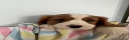 Cavalier King Charles Spaniel dogs for sale: Beautiful Cavalier King Charles Spaniel puppies - Advert 9