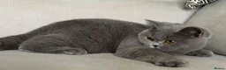 British Shorthair cats for sale: Beautiful girl available  - Advert 4