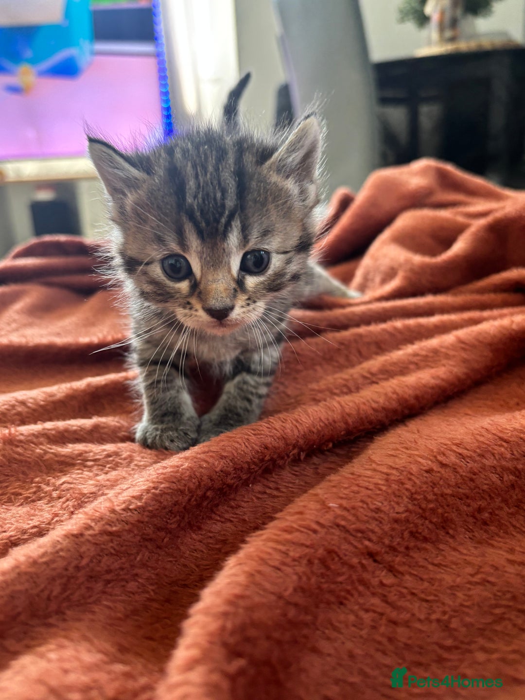 Mixed Breed cats for sale: Half bengals  - Image 20