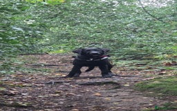 Labrador Retriever dogs for sale: Labrador for sale - Image 10