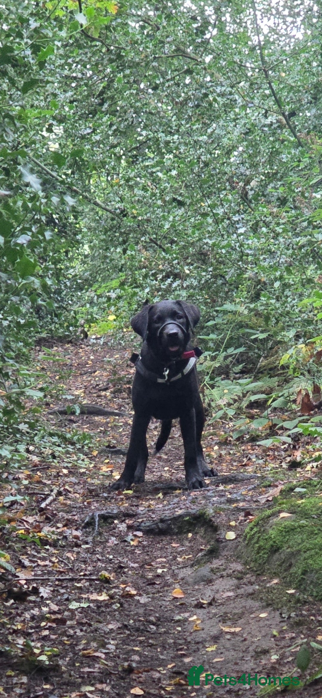 Labrador Retriever dogs for sale: Labrador for sale - Image 10