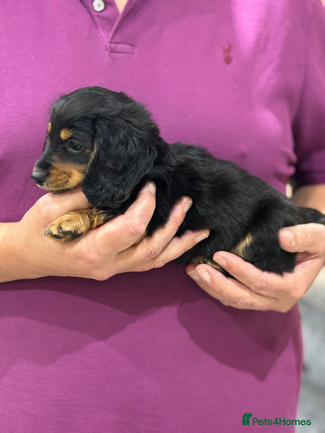 Miniature Dachshund dogs for sale: KC Long Hair 'Mini-Mini' Dachshund Puppies - Advert 3