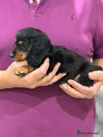 Miniature Dachshund dogs Stunning KC Reg Long Hair Mini Dachshund Puppies - Advert 9