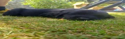 Flat coated Retriever dogs for sale: Ready now Flat coat retriever 2 left 1 boy 1 girl - Advert 11