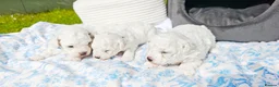 Bichon Frise dogs for sale: Sweet Bichon Frise puppies- Champion Bloodline - Advert 23