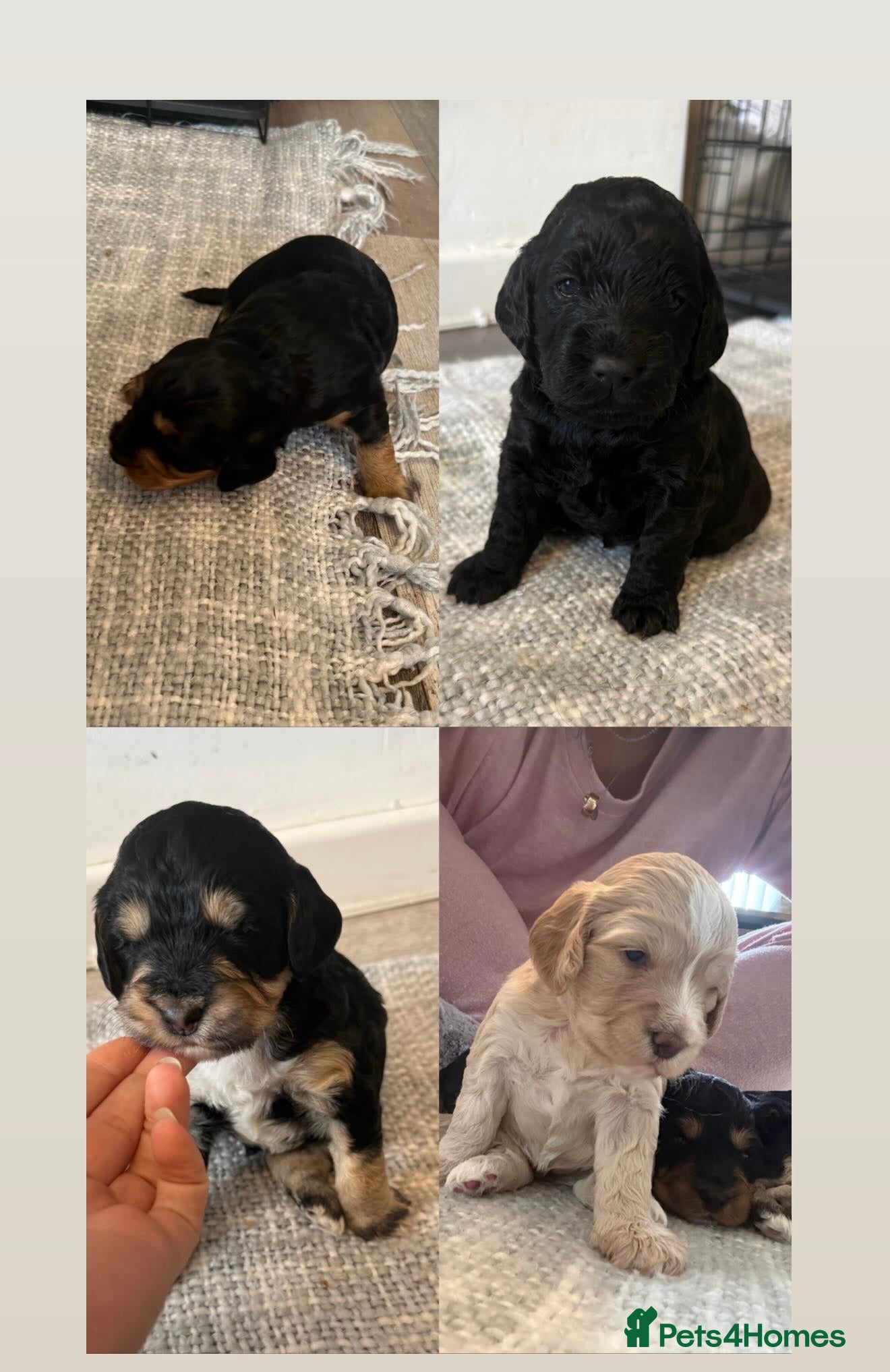 Cockapoo dogs  Cockapoo puppy’s  - Advert 3