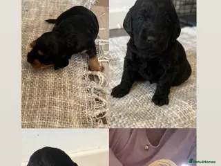 Cockapoo dogs Cockapoo puppy’s - Advert 1