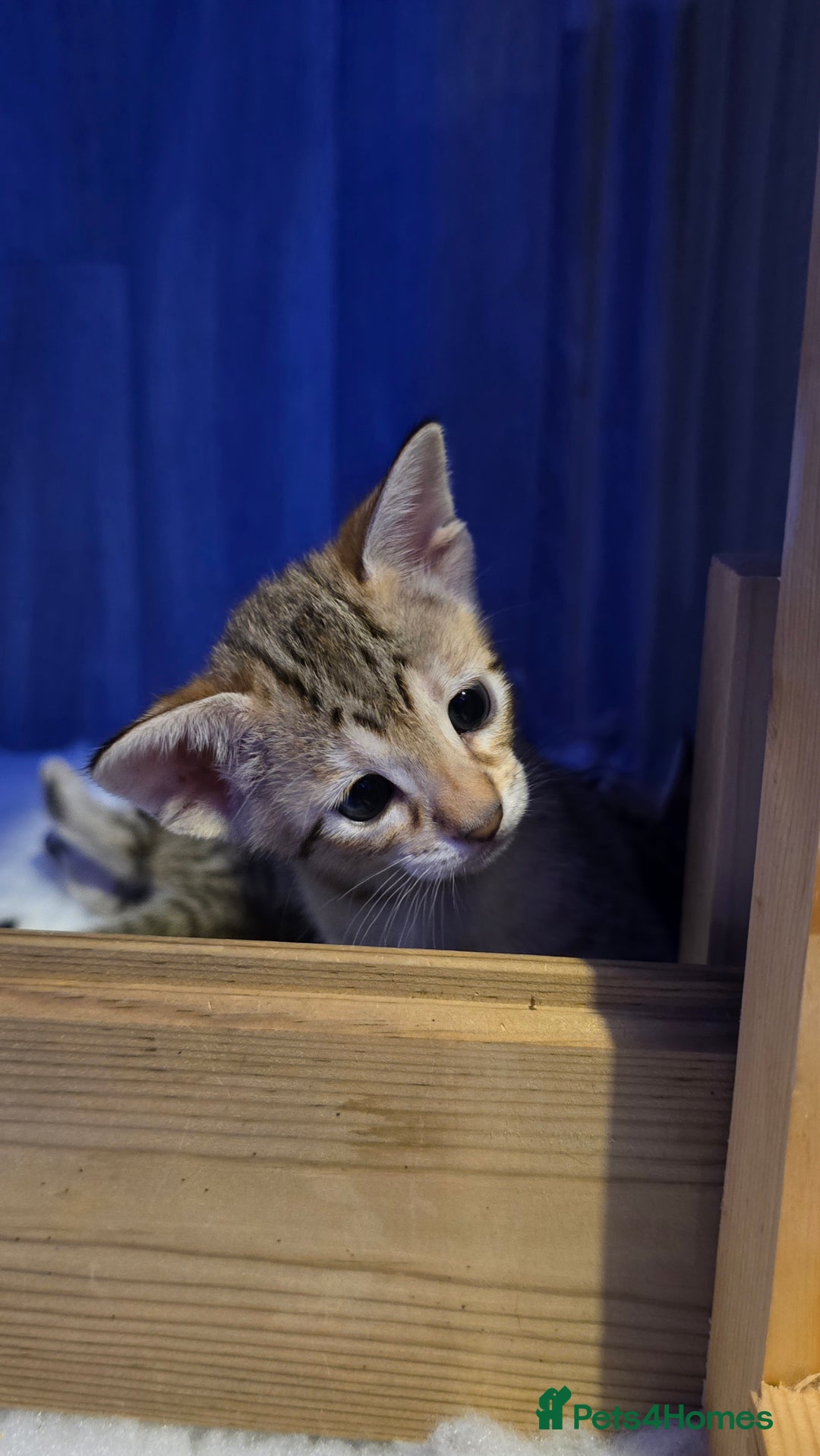 Savannah cats for sale: TICA Registered F8 savannah kittens  - Image 21