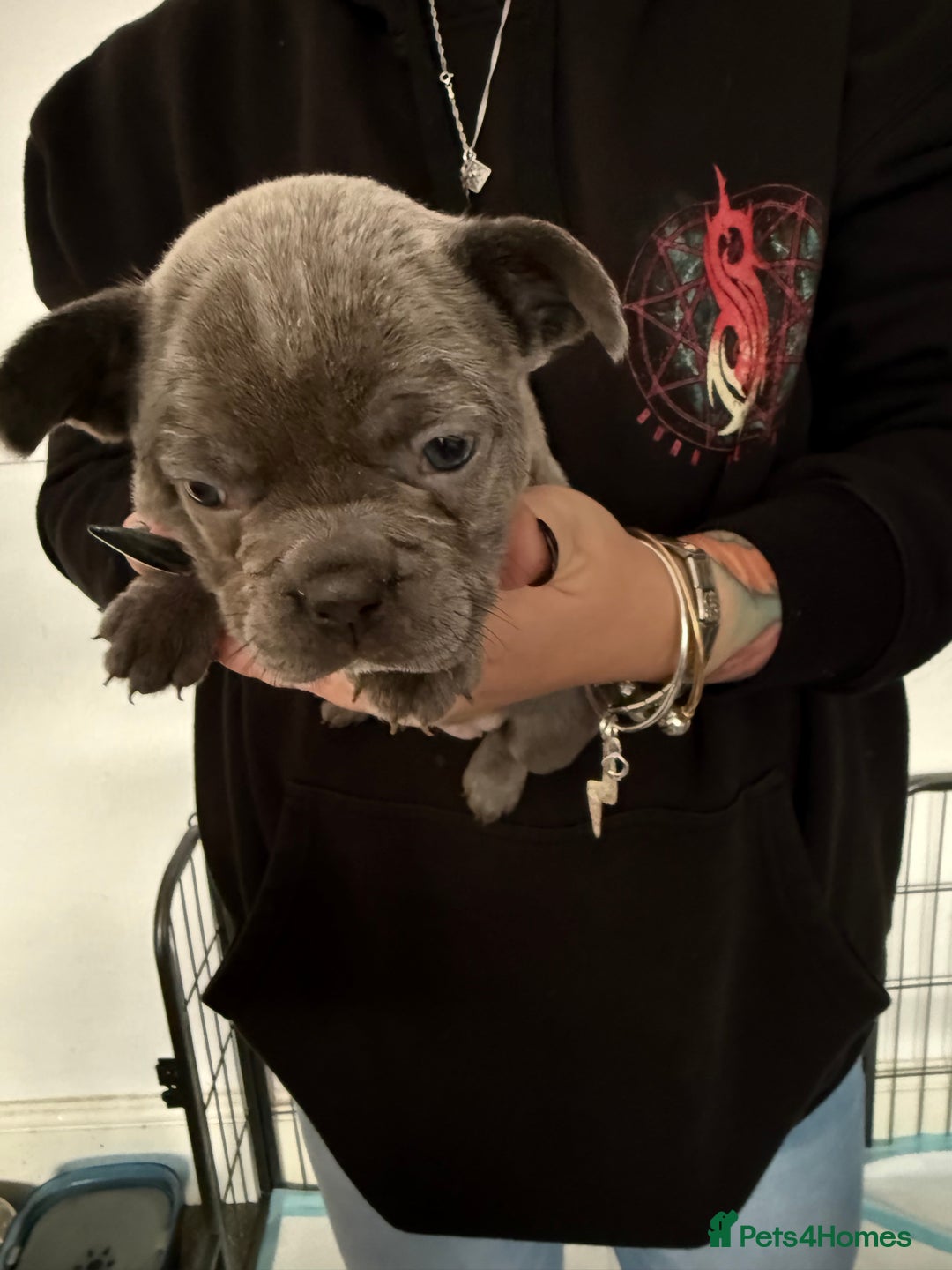 French Bulldog dogs for sale: French bulldog puppies - Advert 10