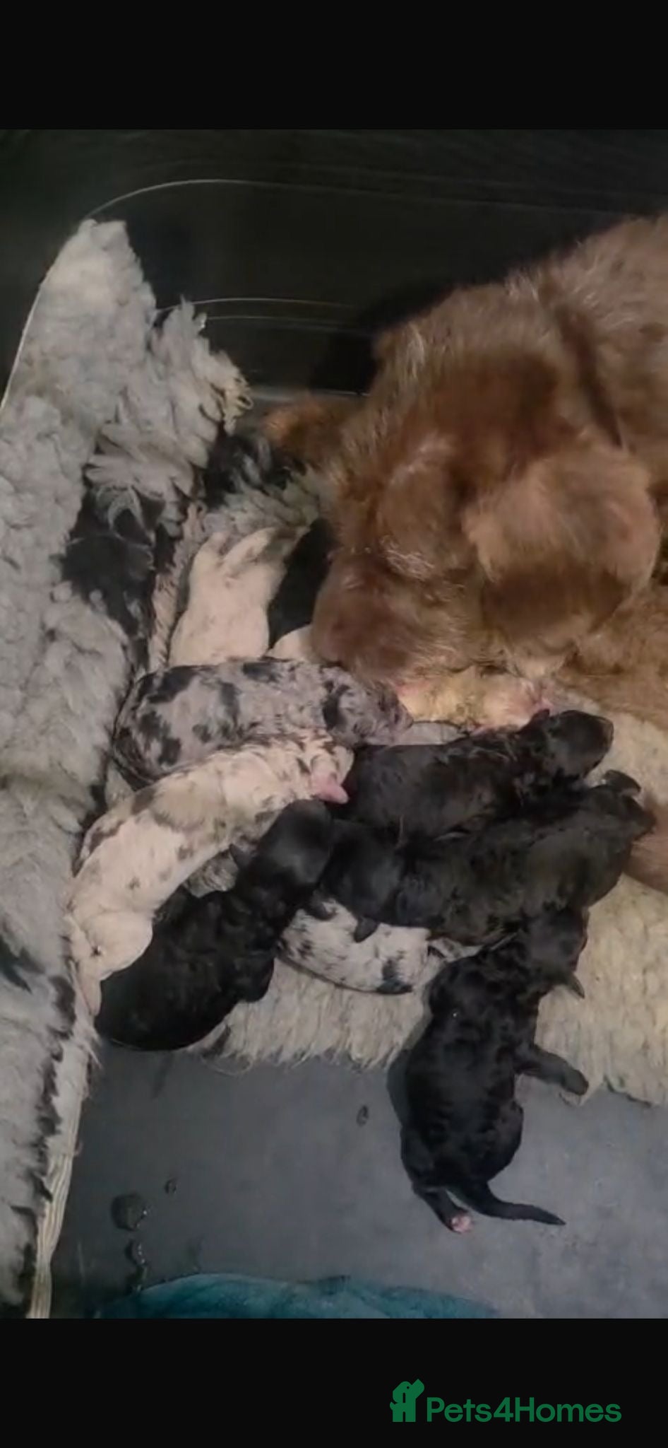 Labradoodle dogs Beautiful F1B labradoodle puppies  - Advert 9