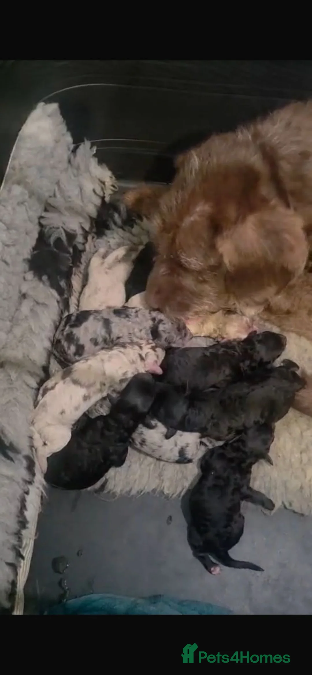 Labradoodle dogs for sale: Beautiful F1B labradoodle puppies  - Advert 1