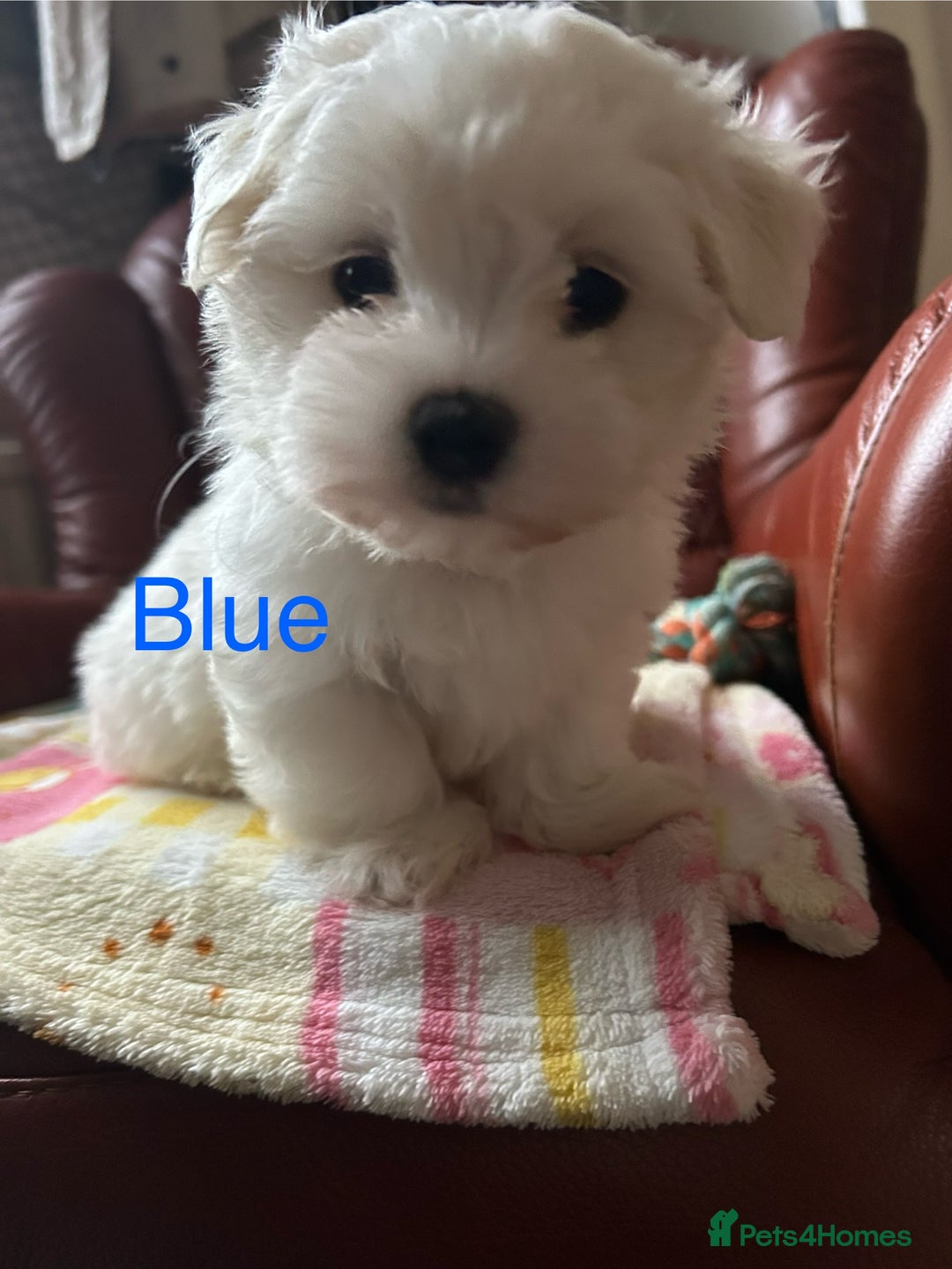 Maltese dogs for sale: Extra mini adorable pups in Bury - Image 11