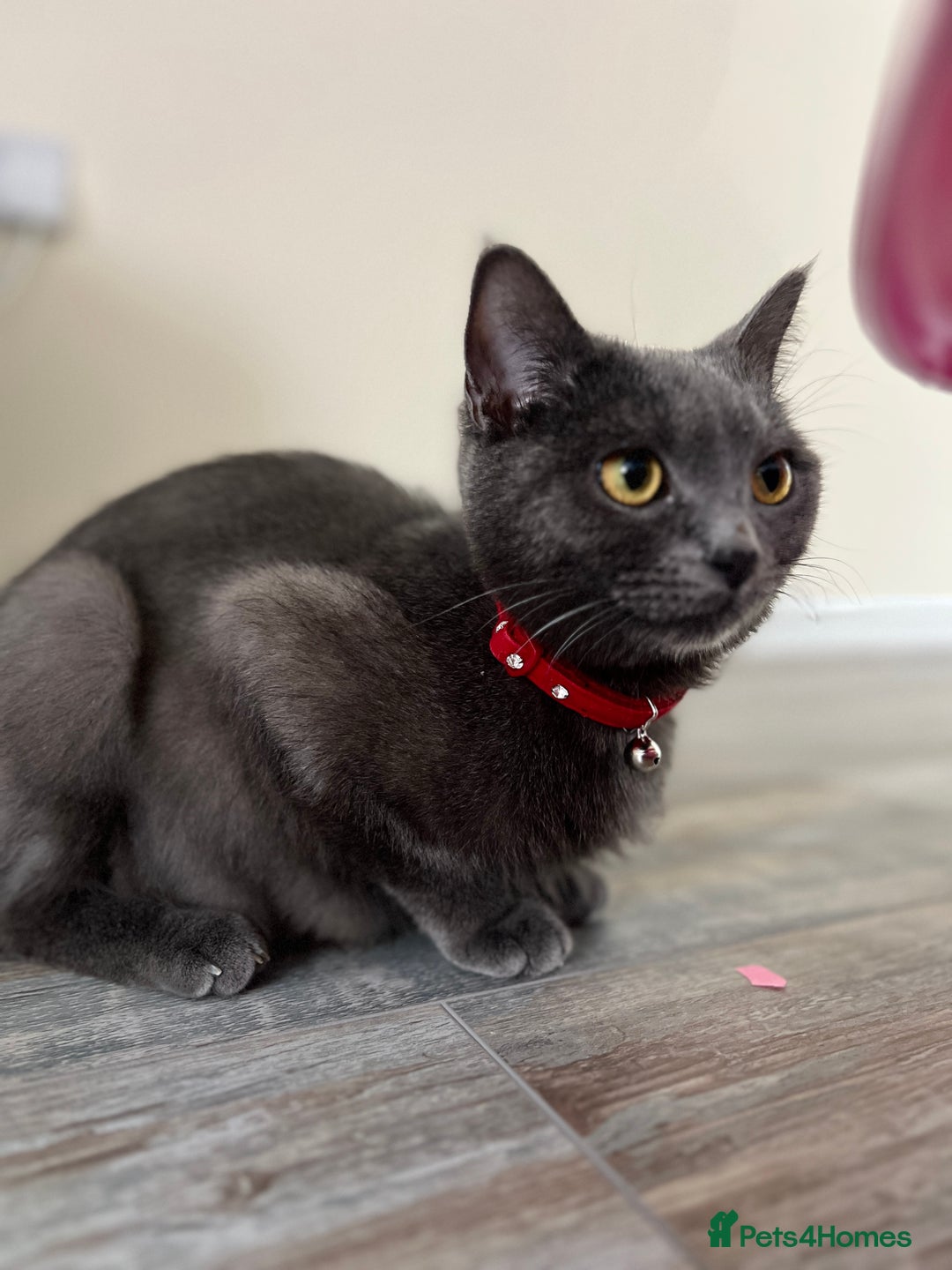 British Shorthair cats for sale: Mr Oxi and Mrs Kiki  - Image 8