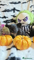 Chihuahua dogs - Advert 8