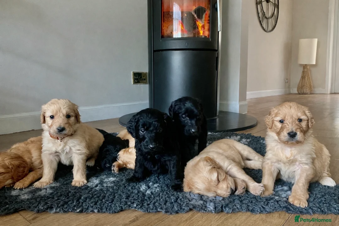 Goldendoodle dogs for sale: F1 Goldendoodles 🖤💛 - Advert 1