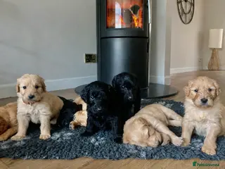 Goldendoodle dogs F1 Goldendoodles 🖤💛 - Advert 1