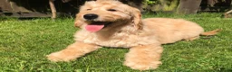 Goldendoodle dogs for sale: F1 Miniature Goldendoodle 100% DNA Health Tested - Advert 14