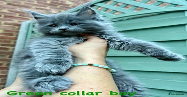 Maine Coon cats - Advert 2
