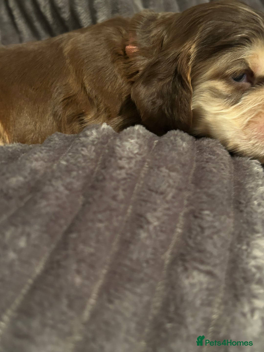 Cocker Spaniel dogs for sale: 🐾Cocker Spaniel Puppies-Ready in 5 Weeks🐾 - Image 37