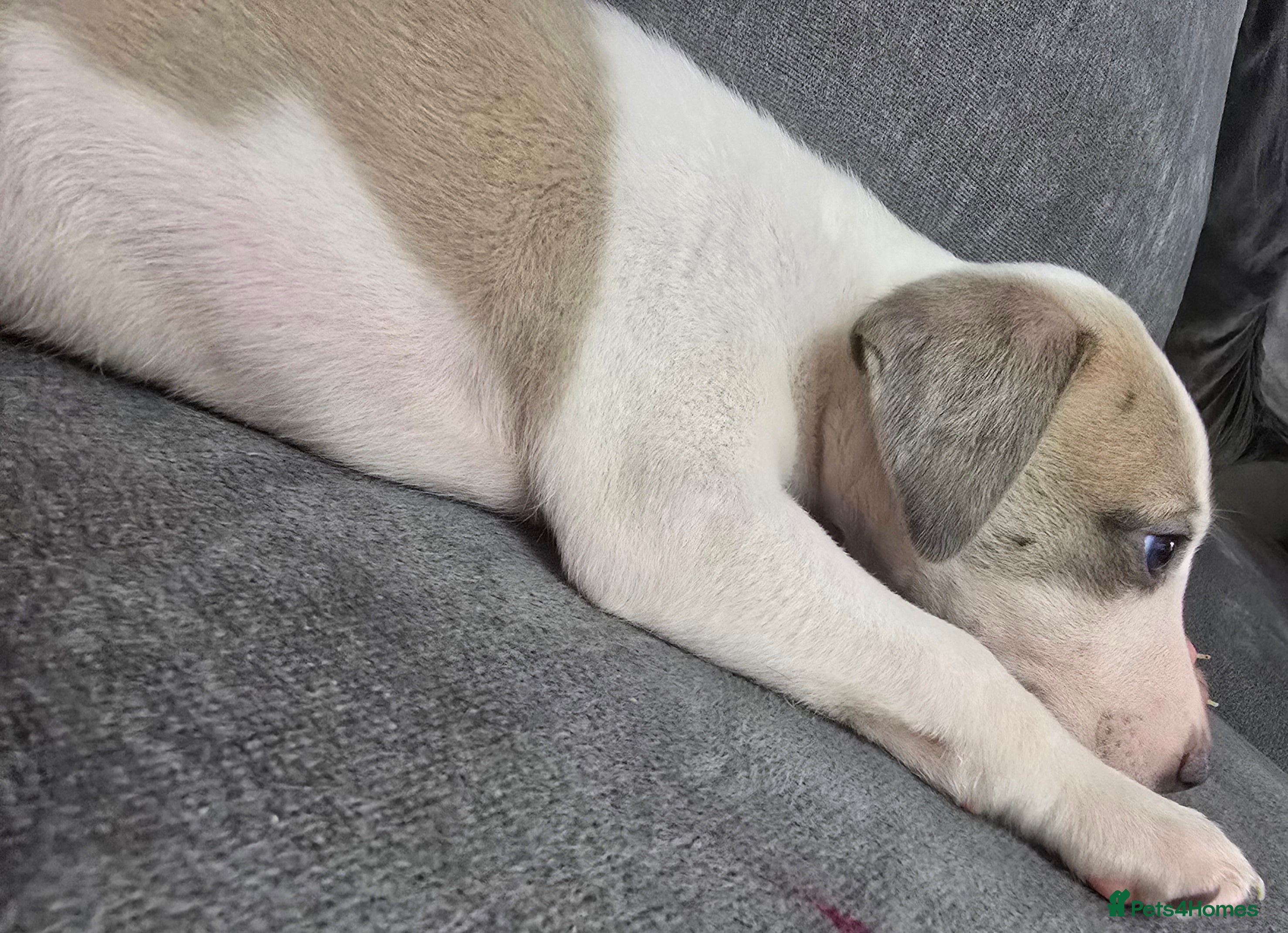 Whippet dogs Beautiful kc puppies 🐶  ready 13th august  - Advert 2